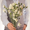 Гвоздика кустовая